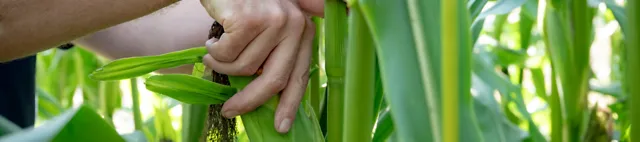 Pflanzenbau Pflanzenbau