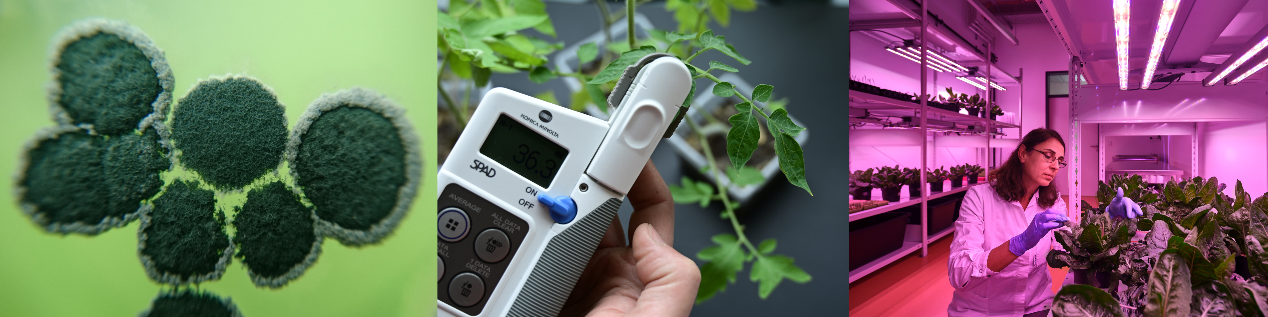 Forschung und Entwicklung Pflanzenbau Forschung und Entwicklung Pflanzenbau